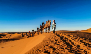 Travellers ride camels in the desert in Morocco