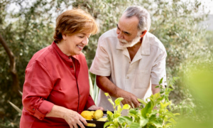 A senior-aged woman and man picking lemons